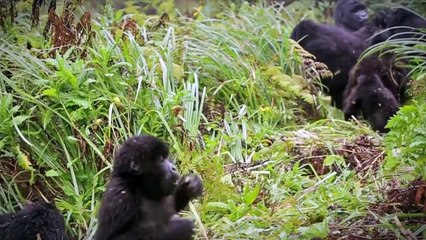 Брак сделал обезьяну человеком \\ Все как у зверей на Атлантике