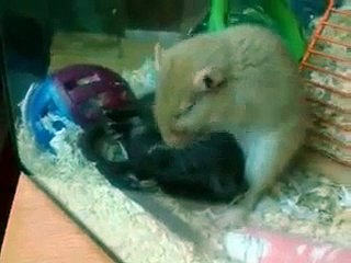 gerbils grooming eachother