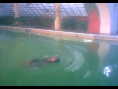 Oru Poonga Vanam - Karthik, Nirosha - Ilaiyaraja Hits - Agni Natchathiram – Romantic Song