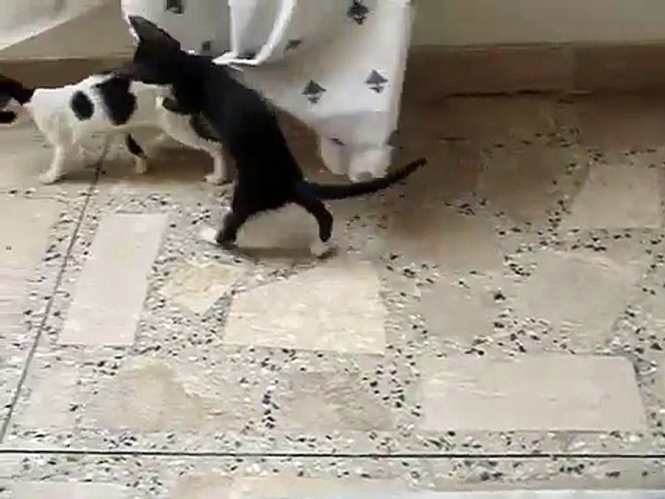 cat crazy