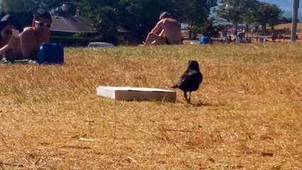 Corbeau vs boite de Pizza