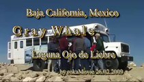 Grey Whale Watching - Baja California -Laguna Ojo de Liebre  Guerrero Negro, Mexico