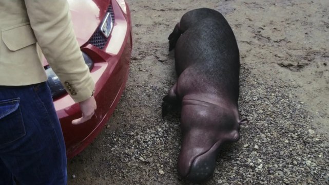 San Andreas Quake Parody with Hippo is hilarious!