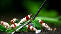 Crystal Red Bee Shrimp 10-01-14