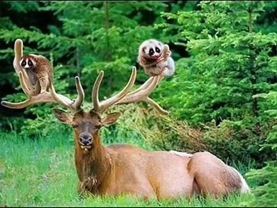World Most Unusual, Adorable, Cute, Lovely & Strange Friendship Between Animals of Different Species
