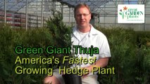 Thuja Green Giant-Fast Growing Hedge Plant Grows 3' a Year!