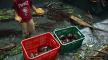 Thousands of endangered turtles rescued in Philippines