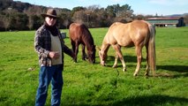 What is Horse Ground Tying - Horses stepping on lead ropes- Rick Gore Horsemanship