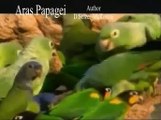 Aras Papagei Animals Tiere Natur SelMcKenzie Selzer-McKenzie