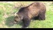 Grizzly Bear (Great Footage)