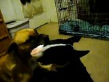 bull terrier playing with pit bull