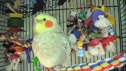 Cockatiels -Happy and Honey were set side-by-side in a poorly lit, windowless room.