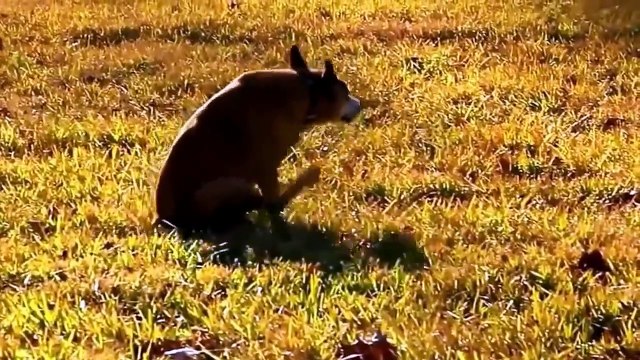 funny dog videos,funny animal videos,funny dog videos talking, funny dog videos for kids,crazy dogs