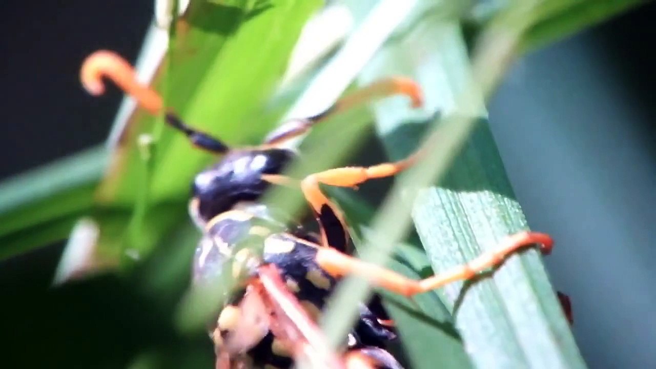 À vue d'insecte (Série) - L'éveil (complet)