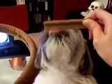 Shih tzu dog loves her bone (狗狗現實的一面)