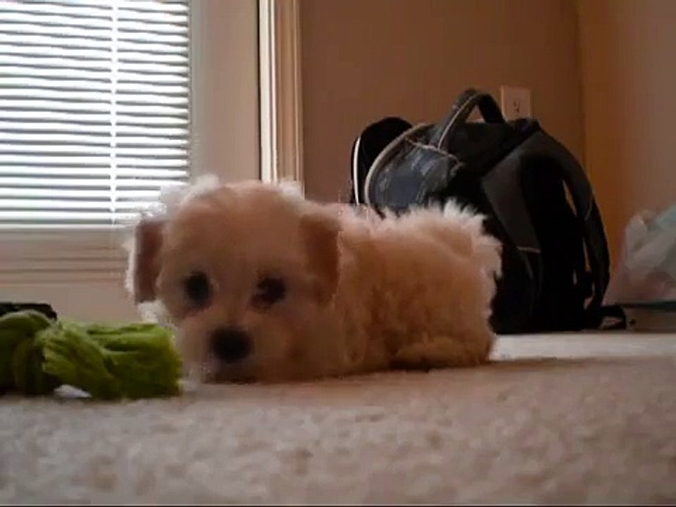 Maltipoo Puppy