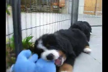 Portée Miss x Blackfoot  8 semaines