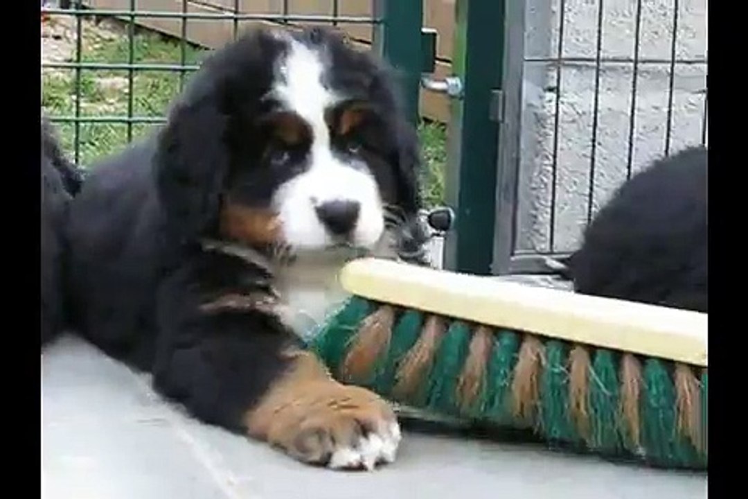 Portée Miss x Blackfoot  8 semaines