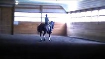Leanos, 3rd level imported dressage gelding for sale at Five Stars Farm