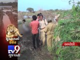 Gujarat Rain Aftermath - Asiatic Lion death toll climbs to 10 - Tv9 Gujarati