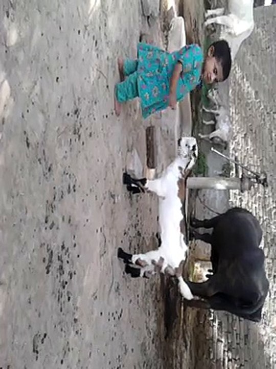 small baby fight with baby goat