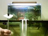 Connect two Fish Tanks Alternative Fill Method DIY Aquarium Vacuum Pump