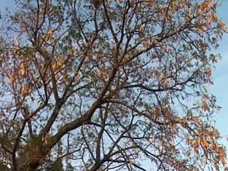 USTAAD AJMAL MIMBER KHAN BY NEW STAR BAND MAIN BAZAR  GUJARKHAN