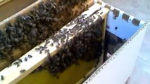 Sciametto d'api appena catturato