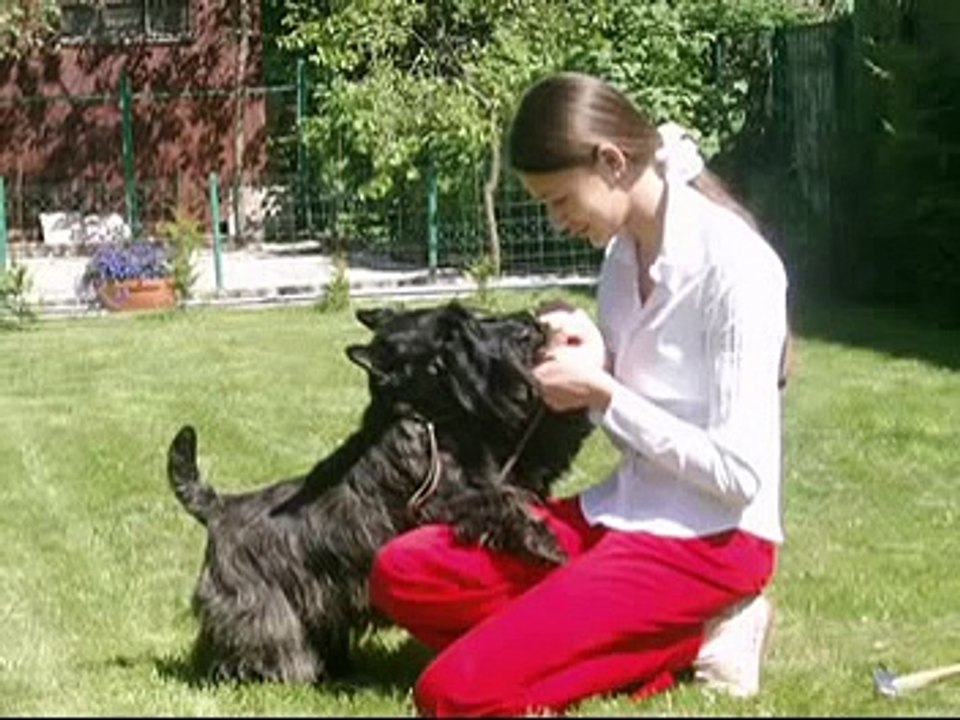 Scottish Terrier  Midas