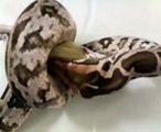 Indian python eating a small rat