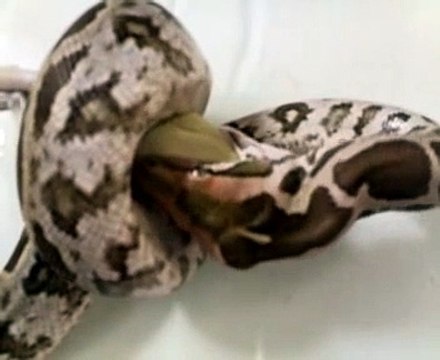 Indian python eating a small rat