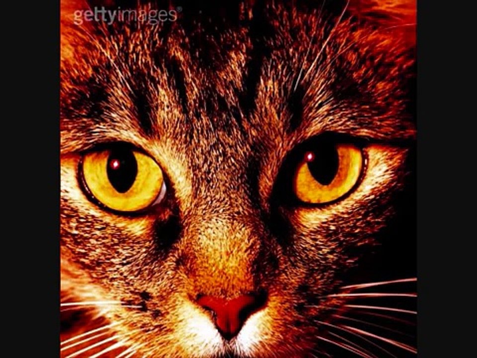 warrior cats-now your gone