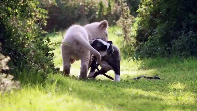 Удивительная дружба животных