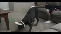 [Cười Toét Rún] : Funny Video : The Dogs And His Pennis