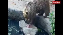 BEAR SAVES CROW FROM DROWNING