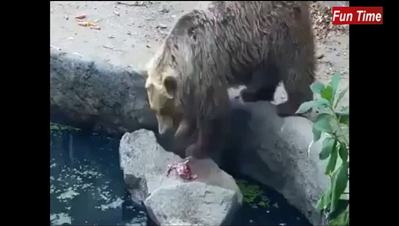 BEAR SAVES CROW FROM DROWNING