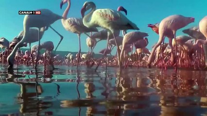 La Tierra Desde el Cielo - Africa HD  . Documentales