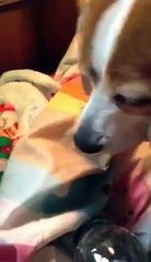 Beagle wants Hershey Kisses