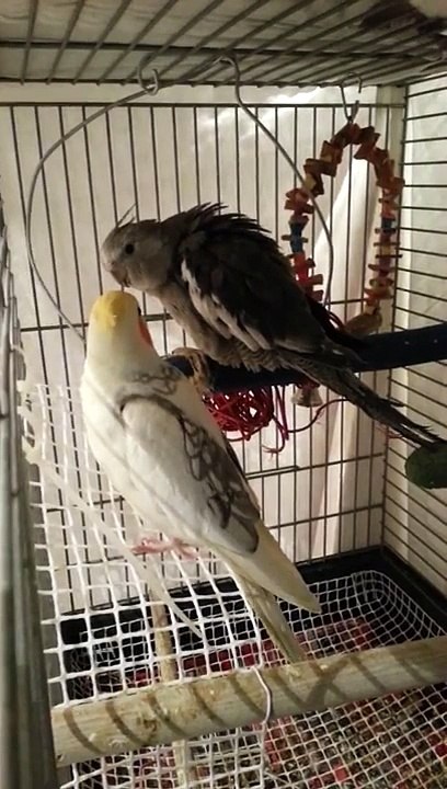 Ninfa imitando silbido, el sonido del movil y cancion