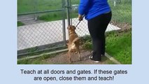 Dog Walking Training Video 7:  Dog Walking-Start to Finish