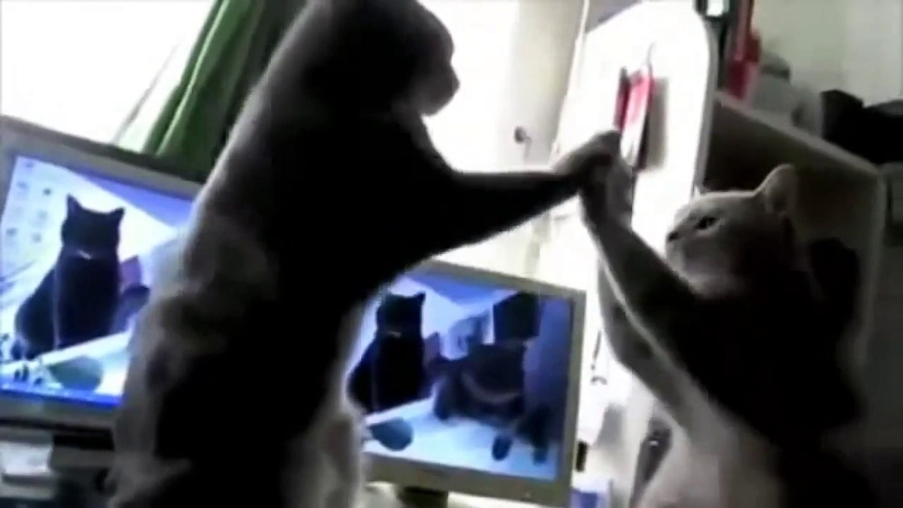 Cats playing Patty Cake