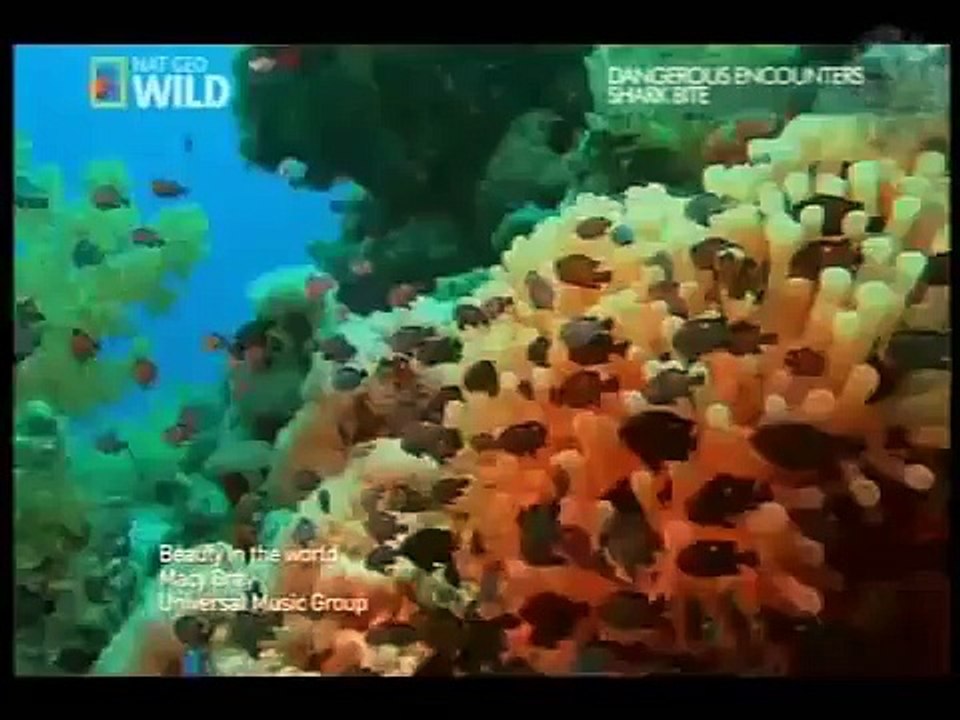 Beauty in the world