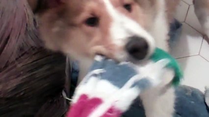 Smooth Coat Collie puppy 2