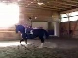 Fourth Level Dressage Horse- Fabina SOLD
