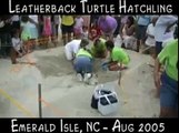Leatherback Turtle Hatchling