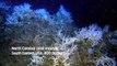 5-minute documentary on cold-water corals narrated by Sir David Attenborough