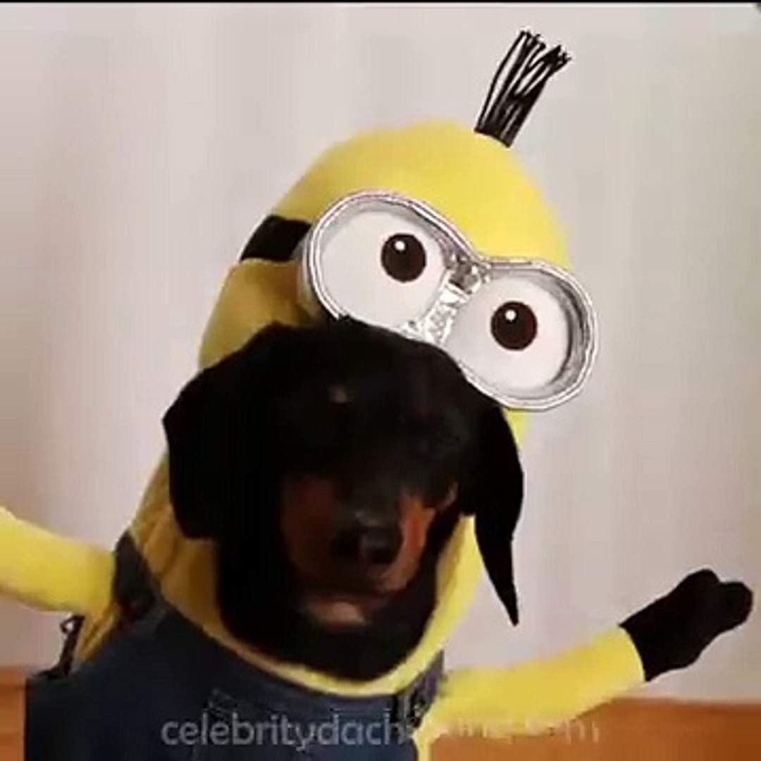 Wiener dog sale minions