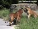 Tigres lutando - Tigers fighting - Tigres peleando