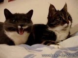 Les deux chats qui parlent - www.betes-de-foire.fr