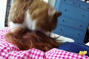 Funny Cats- Funny Cats Video Best Funny Cats Waking Up Owners Compilation AHF